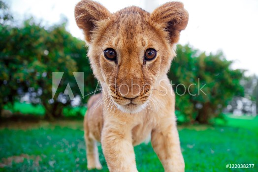 Picture of Lion cub staring at the eyes in green sunny savanna